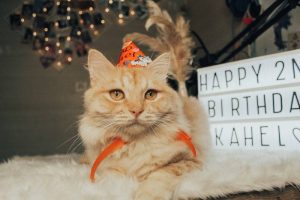 cat birthday puns