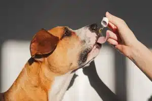 Oil for Dogs