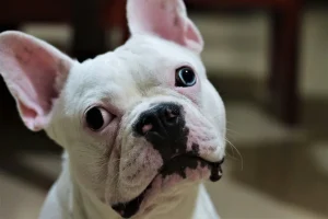 Are Dog Gps Trackers Worth It Let’s Sniff Out The Truth