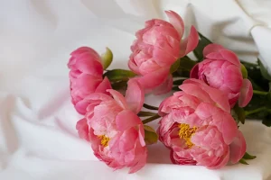 Peonies