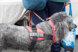 A service dog trainer training a service dog.