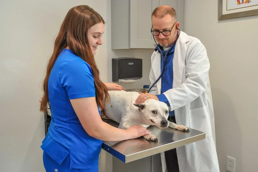 Why Fast Pet Care Matters