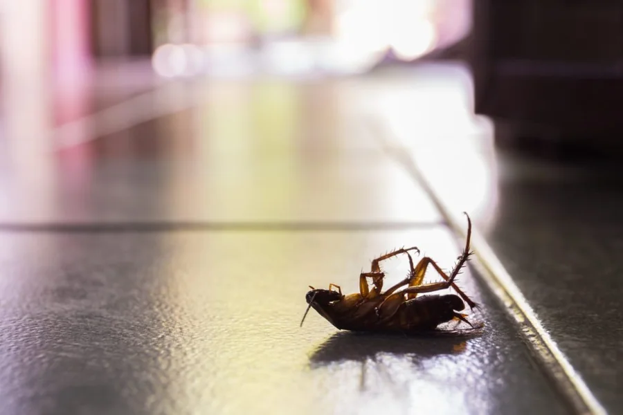 Why That Odd Smell or Sound Could Be a Pest Warning Sign