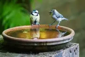 Keeping Birds