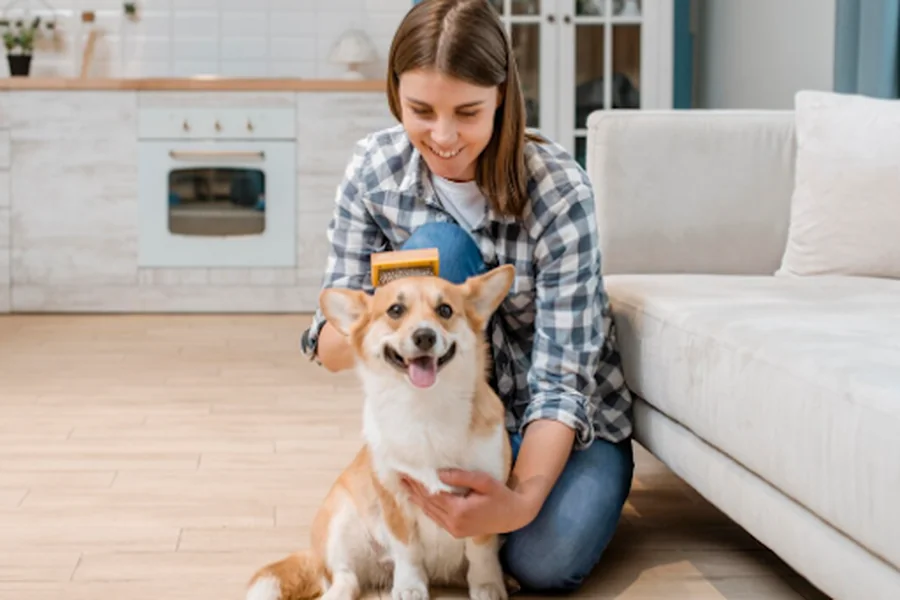 6 Simple Routines to Keep Your Dog Looking Fresh Between Appointments